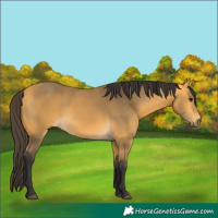 Horse Color:Buckskin Rabicano 