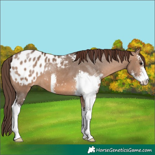 Horse Color:Brown Dun Sabino Appaloosa 