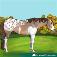 Horse Color:Brown Dun Sabino Appaloosa 