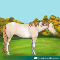 Horse Color:Smoky Grullo Pearl Sabino Tobiano