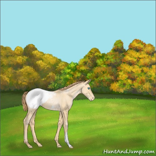 Horse Color:Buckskin Pearl Appaloosa 