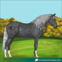 Horse Color:Silver Black Chinchilla 
