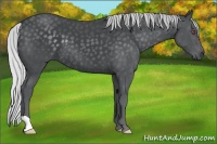 Horse Color:Silver Black Chinchilla