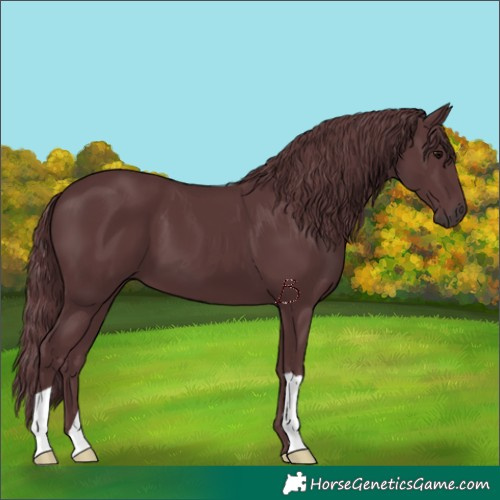 Horse Color:Chocolate Black 