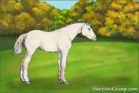 Horse Color:Cremello Dun 
