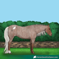 Horse Color:Silver Blue Roan Varnish 