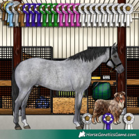 Horse Color:Blue Roan