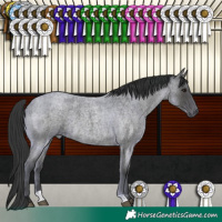Horse Color:Blue Roan 