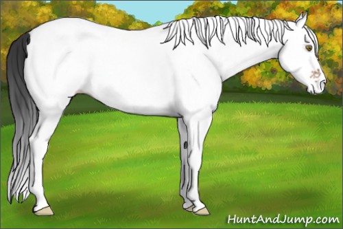 Horse Color:White Spotted Brown Appaloosa 