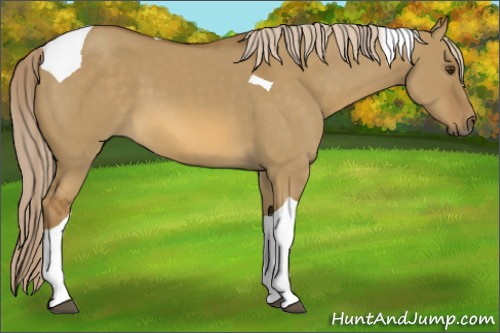 Horse Color:Chocolate Palomino Dun Tobiano 