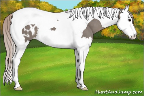Horse Color:Silver Black Splash Tobiano Appaloosa 