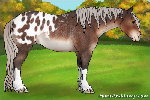 Horse Color:Silver Brown Appaloosa Rabicano 
