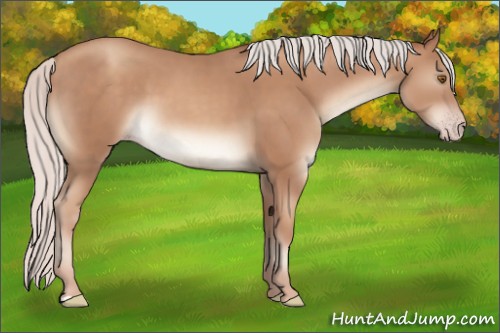 Horse Color:Silver Classic Champagne 