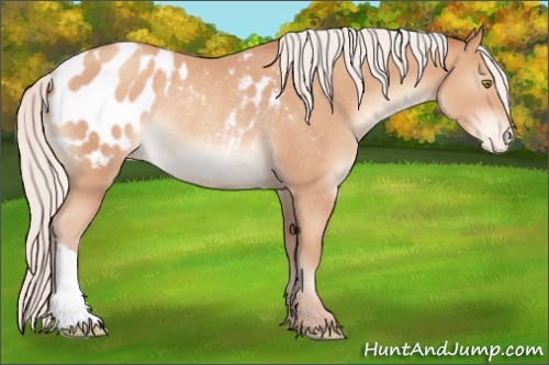 Horse Color:Silver Sable Champagne Appaloosa Rabicano 