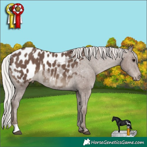Horse Color:Silver Black Appaloosa 