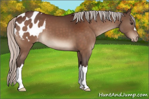 Horse Color:Silver Brown Appaloosa 