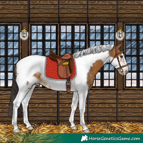 Horse Color:Buckskin Tobiano Frame 