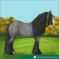 Horse Color:Blue Roan Splash 