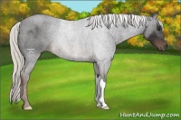 Horse Color:Liver Chestnut Mushroom 