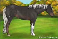Horse Color:Liver Chestnut Mushroom