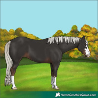 Horse Color:Liver Chestnut Mushroom 