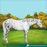 Horse Color:Liver Chestnut Mushroom Appaloosa 