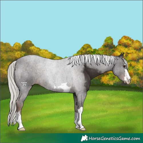 Horse Color:Liver Chestnut Mushroom 