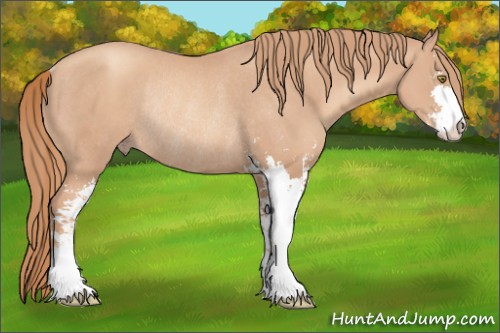 Horse Color:Gold Champagne Sabino Rabicano 
