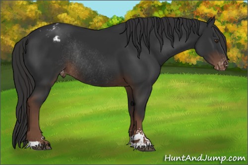 Horse Color:Liver Chestnut Sabino Appaloosa Rabicano 