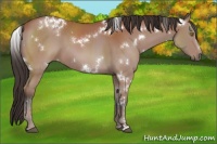 Horse Color:White Spotted Bay 