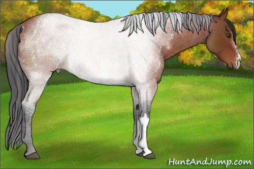 Horse Color:Bay Roan Rabicano 