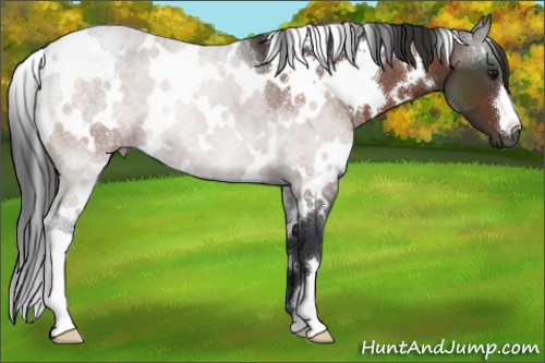 Horse Color:White Spotted Bay 
