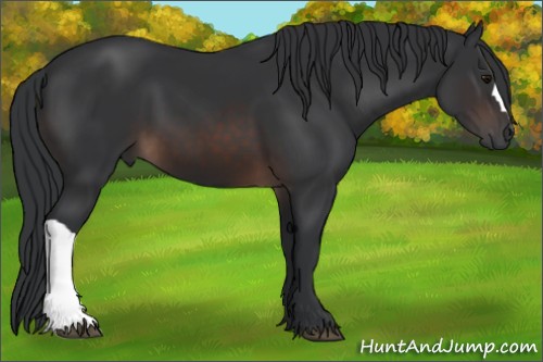 Horse Color:Brown 