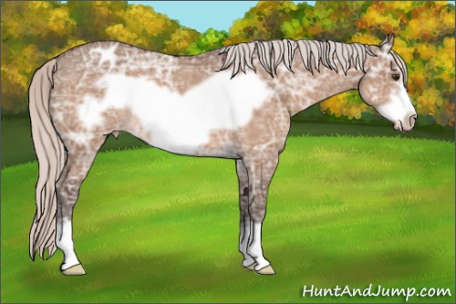 Horse Color:Silver Brown Ice Dun Frame Appaloosa 