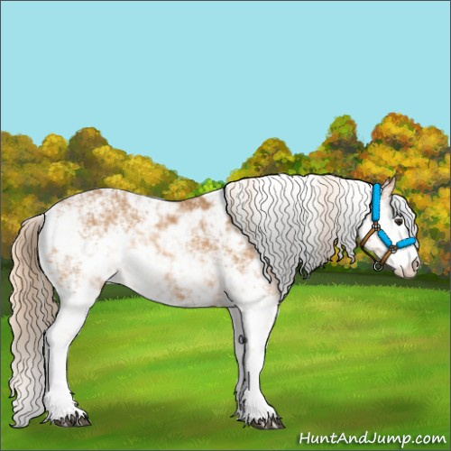 Horse Color:Chestnut Sabino 