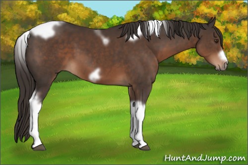 Horse Color:Liver Chestnut Tobiano Frame 