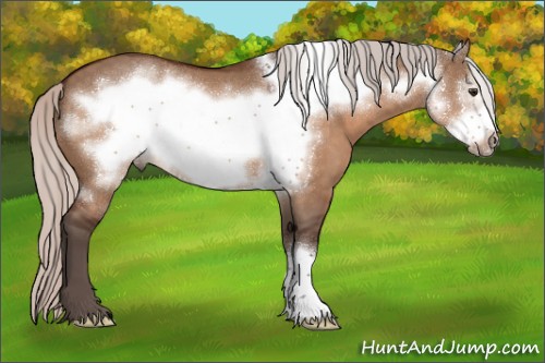 Horse Color:Silver Brown Dun Frame 