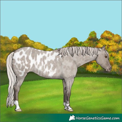 Horse Color:Silver Grullo Roan Appaloosa Rabicano 