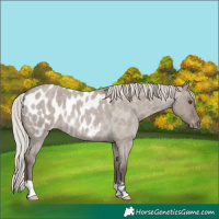 Horse Color:Silver Grullo Roan Appaloosa Rabicano 