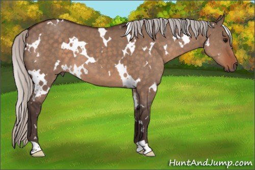 Horse Color:White Spotted Silver Brown Dun 
