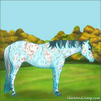 Horse Color:Thunderstruck Bay Roan Appaloosa 