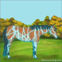 Horse Color:Thunderstruck Bay 