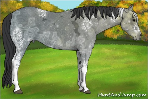 Horse Color:White Spotted Black Ice 