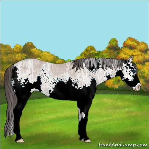 Horse Color:White Spotted Classic Champagne Ice Splash 