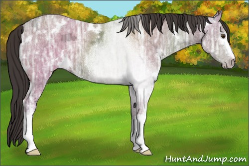 Horse Color:White Spotted Classic Champagne Ice 