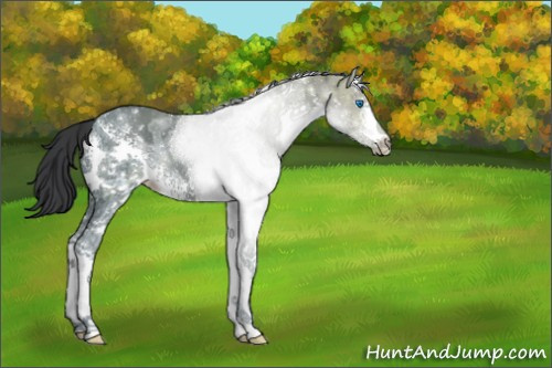 Horse Color:White Spotted Black Ice Splash 