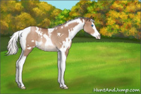 Horse Color:White Spotted Silver Black Pearl Splash Tobiano Rabicano 