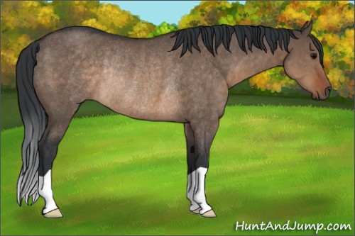 Horse Color:Brown Dun Rabicano