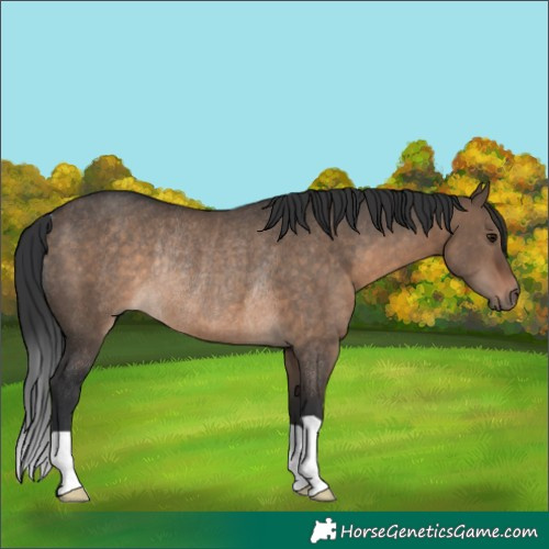 Horse Color:Brown Dun Rabicano 