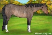 Horse Color:Brown Dun Rabicano 